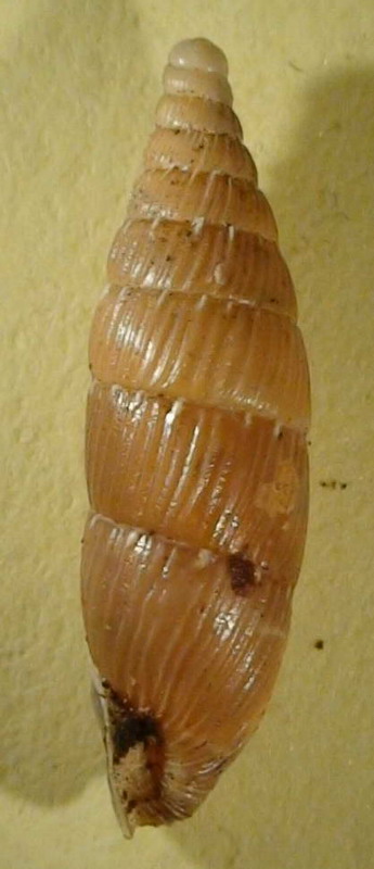 Variazione intraspecifica in Siciliaria gibbula